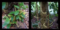 Baccaurea parviflora