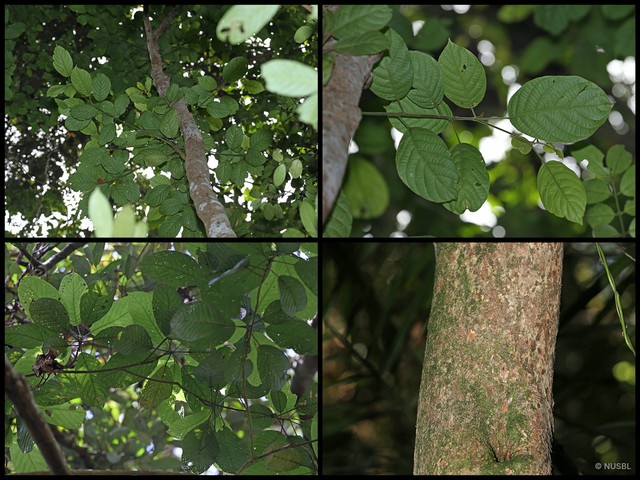 Baccaurea polyneura • © NUSBL • All Rights Reserved