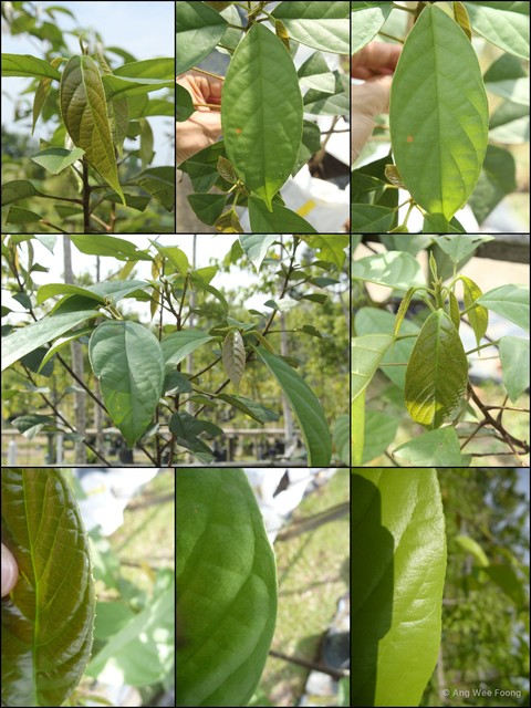 Baccaurea pyriformis • © Ang Wee Foong • All Rights Reserved