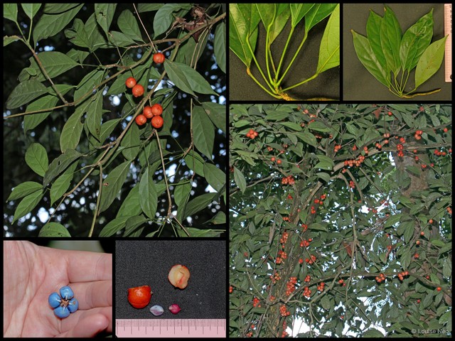 Baccaurea racemosa • © Louise Neo • All Rights Reserved