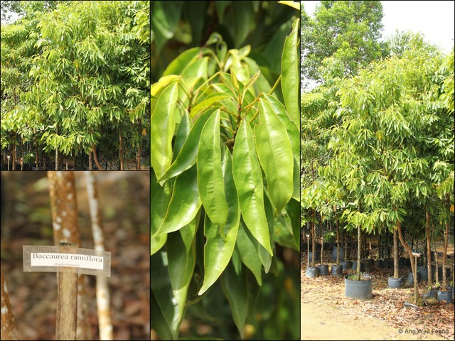 Baccaurea ramiflora • © Ang Wee Foong • All Rights Reserved