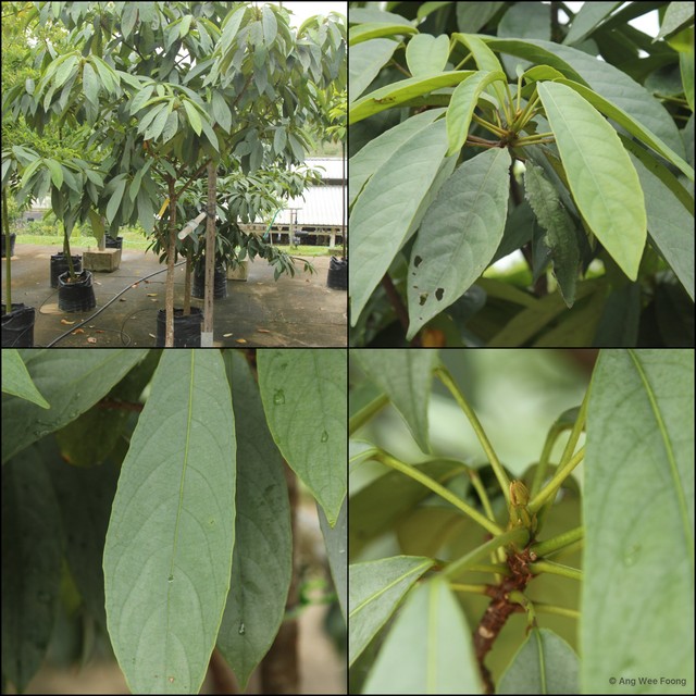 Baccaurea reticulata • © Ang Wee Foong • All Rights Reserved