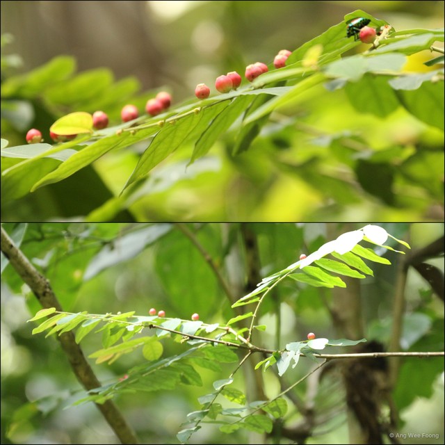 Breynia coronata • © Ang Wee Foong • All Rights Reserved