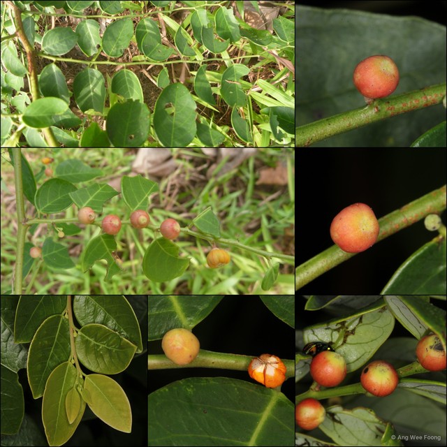 Breynia racemosa • © Ang Wee Foong • All Rights Reserved