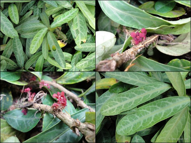 Breynia spatulifolia • © Ong Kwan Han • All Rights Reserved