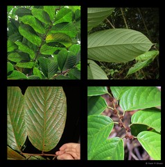Bridelia pustulata