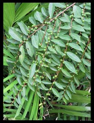 Bridelia tomentosa