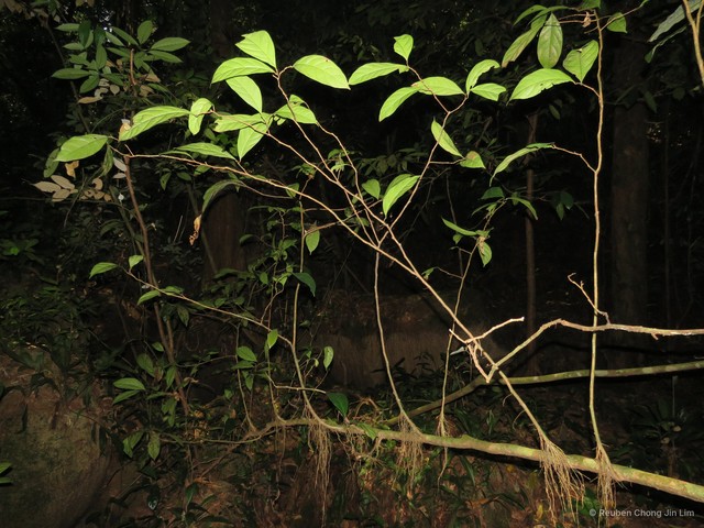 Cleistanthus macrophyllus • © Reuben Chong Jin Lim • All Rights Reserved