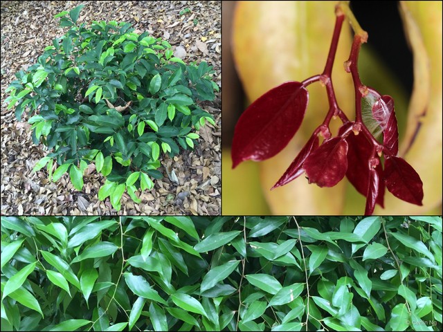 Cleistanthus malaccensis • © Cerlin Ng • All Rights Reserved