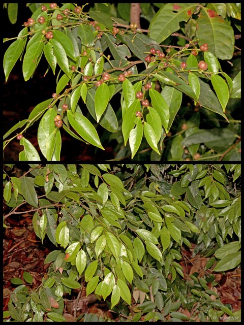 Cleistanthus sumatranus • © Louise Neo • All Rights Reserved