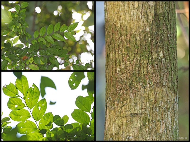 Glochidion borneense • © NUSBL • All Rights Reserved