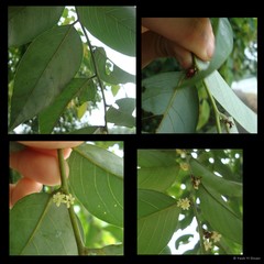 Glochidion lutescens Blume