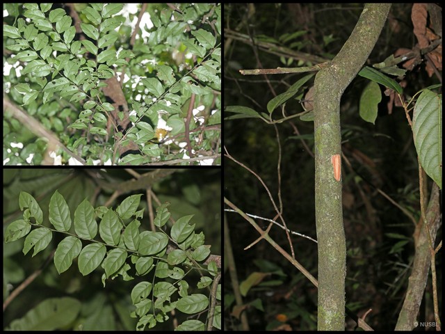 Glochidion rubrum • © NUSBL • All Rights Reserved