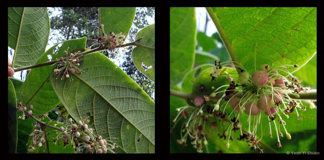Glochidion superbum • © Yeoh Yi Shuen • All Rights Reserved