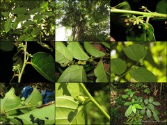 Glochidion zeylanicum var. zeylanicum