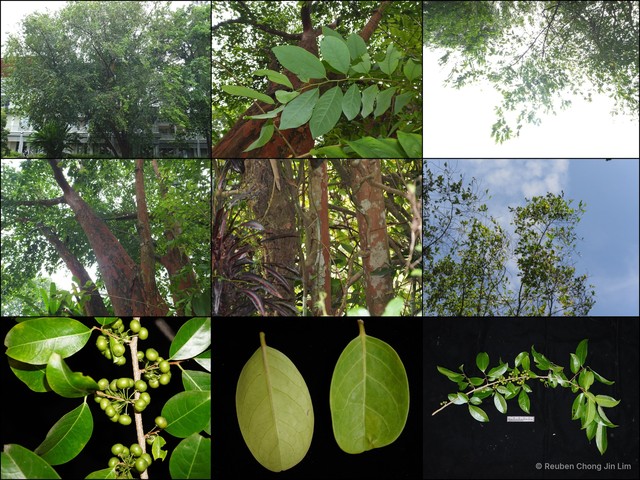Margaritaria indica • © Reuben Chong Jin Lim • All Rights Reserved