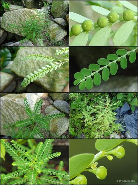 Phyllanthus amarus • © Ong Kwan Han • All Rights Reserved