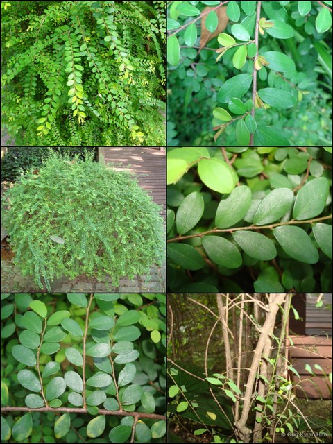 Phyllanthus cochinchinensis • © Ong Kwan Han • All Rights Reserved