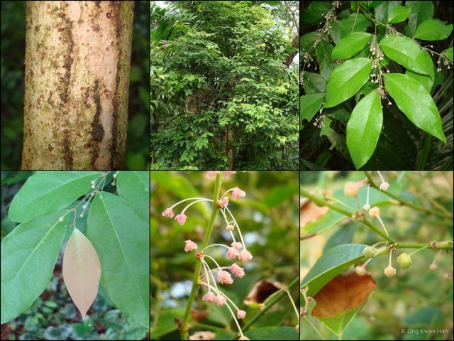 Phyllanthus cuscutiflorus • © Ong Kwan Han • All Rights Reserved