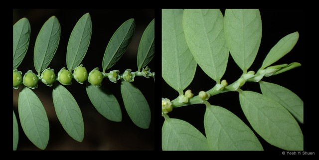 Phyllanthus debilis • © Yeoh Yi Shuen • All Rights Reserved