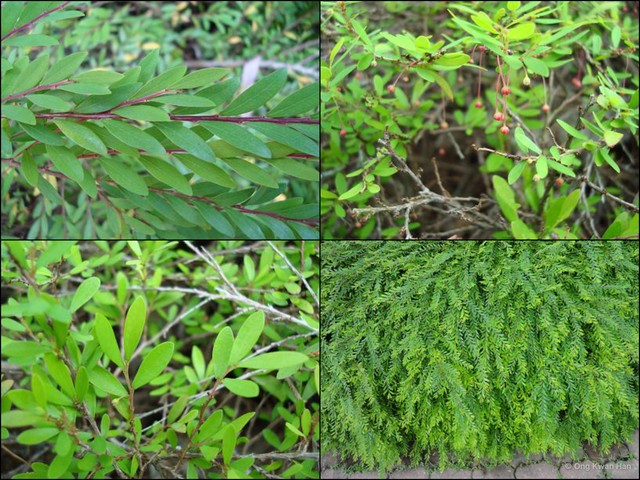 Phyllanthus myrtifolius • © Ong Kwan Han • All Rights Reserved