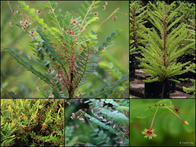 Phyllanthus pulcher • © Cerlin Ng • All Rights Reserved