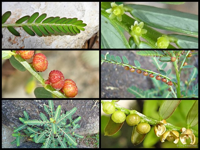 Phyllanthus urinaria • © Ong Kwan Han • All Rights Reserved