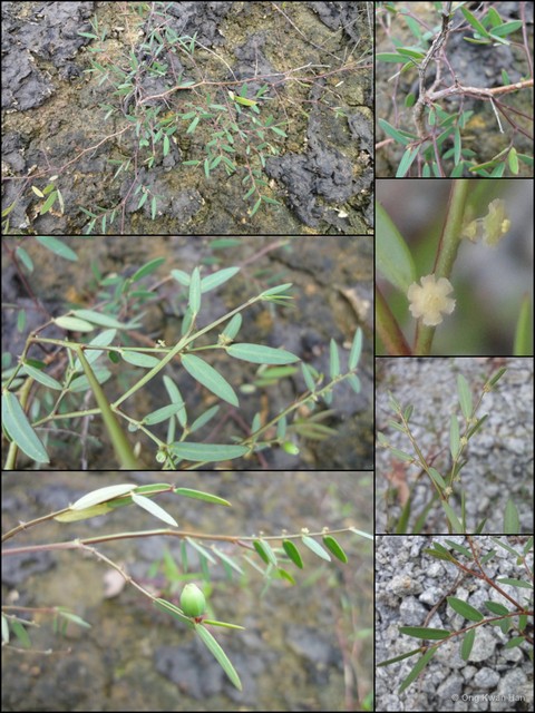 Synostemon bacciformis • © Ong Kwan Han • All Rights Reserved