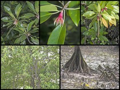 Bruguiera gymnorhiza