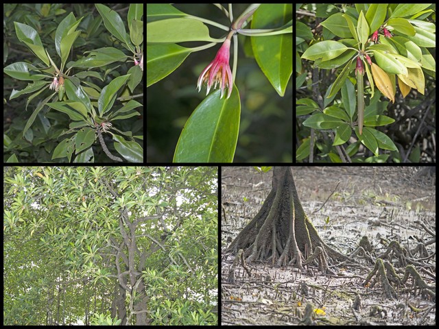 Bruguiera gymnorhiza • © Ria Tan • All Rights Reserved