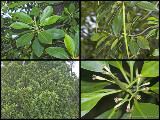 Bruguiera parviflora • © Ria Tan • All Rights Reserved