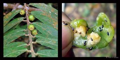 Pellacalyx axillaris