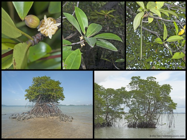 Rhizophora apiculata • © Ria Tan • All Rights Reserved