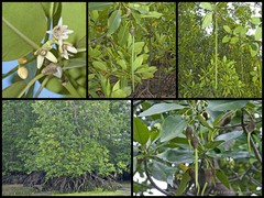 Rhizophora mucronata