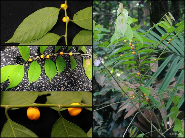 Casearia lobbiana • © Cerlin Ng • All Rights Reserved