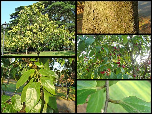Flacourtia inermis • © Ong Kwan Han • All Rights Reserved