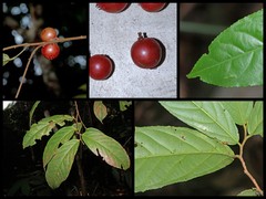 Flacourtia rukam