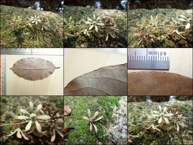 Homalium grandiflorum • © Yeoh Yi Shuen • All Rights Reserved