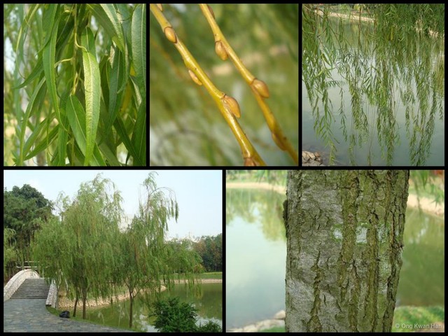 Salix (Salix) babylonica • © Ong Kwan Han • All Rights Reserved
