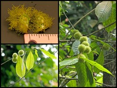 Rinorea anguifera