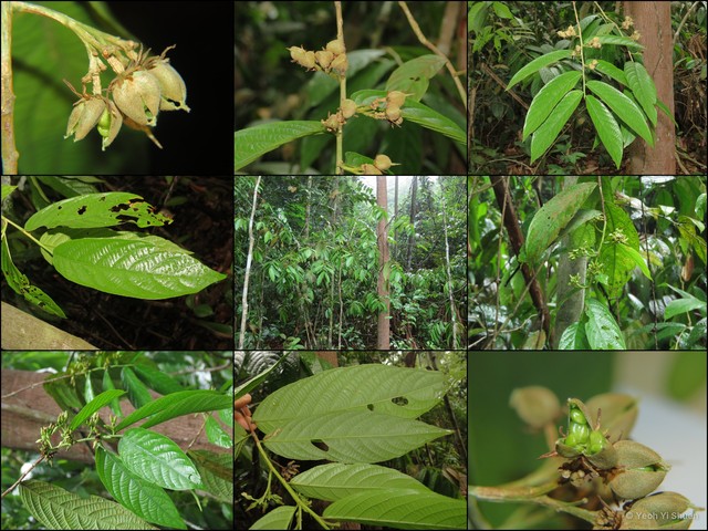 Rinorea lanceolata • © Yeoh Yi Shuen • All Rights Reserved