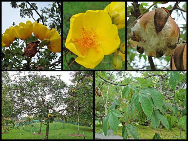 Cochlospermum religiosum • © Ong Kwan Han • All Rights Reserved