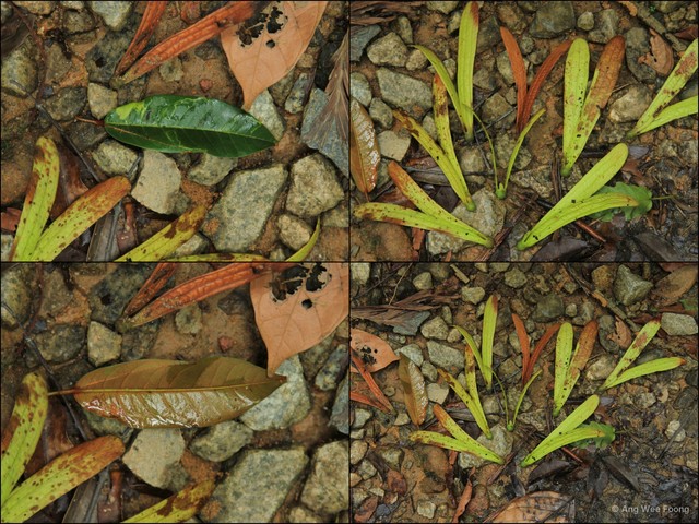 Anisoptera laevis • © Ang Wee Foong • All Rights Reserved