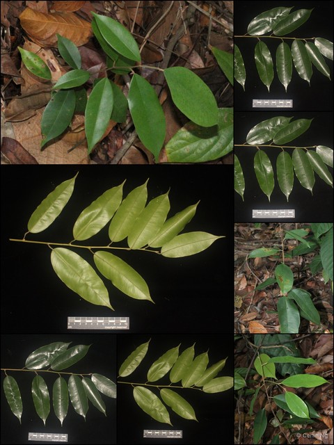 Cotylelobium lanceolatum • © Cerlin Ng • All Rights Reserved