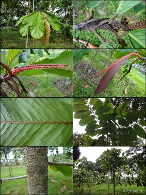 Dipterocarpus cornutus • © Ong Kwan Han • All Rights Reserved