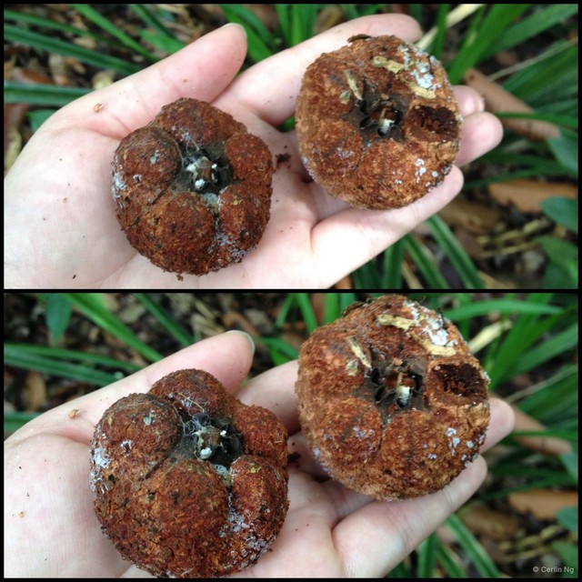 Dipterocarpus elongatus • © Cerlin Ng • All Rights Reserved