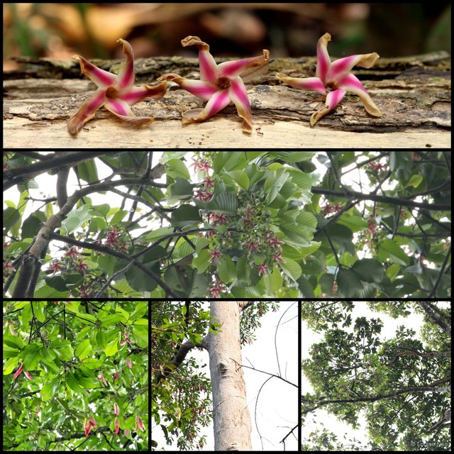 Dipterocarpus grandiflorus • © Louise Neo • All Rights Reserved
