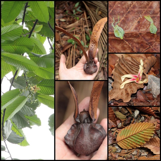 Dipterocarpus kunstleri • © Louise Neo • All Rights Reserved