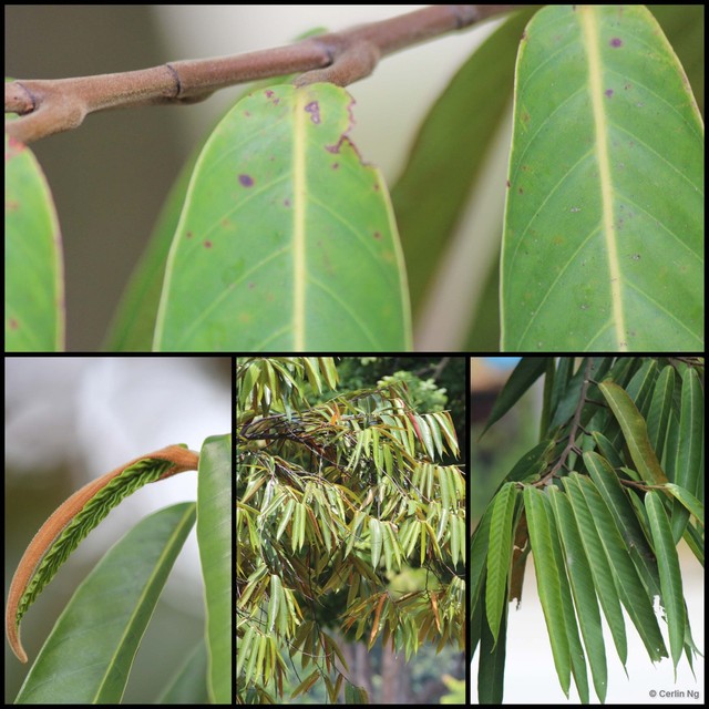 Dipterocarpus oblongifolius • © Cerlin Ng • All Rights Reserved