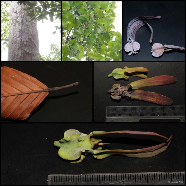 Dipterocarpus palembanicus • © Louise Neo • All Rights Reserved